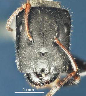 Camponotus wanangus, an example of a new species of carpenter ants, described from Wanang in 2014
